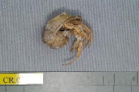 藏品(珊瑚細螯寄居蟹)的圖片